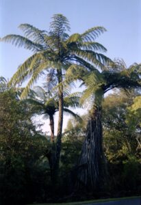samoa 1996 116 23